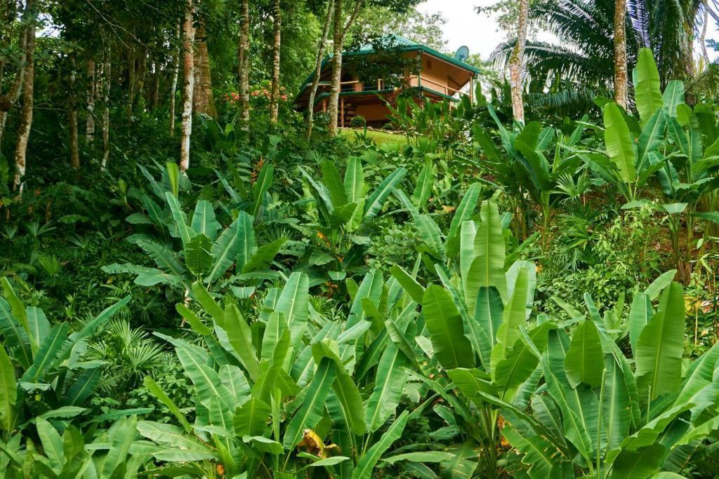 Manoas Acomodação com café da manhã Uvita Exterior foto